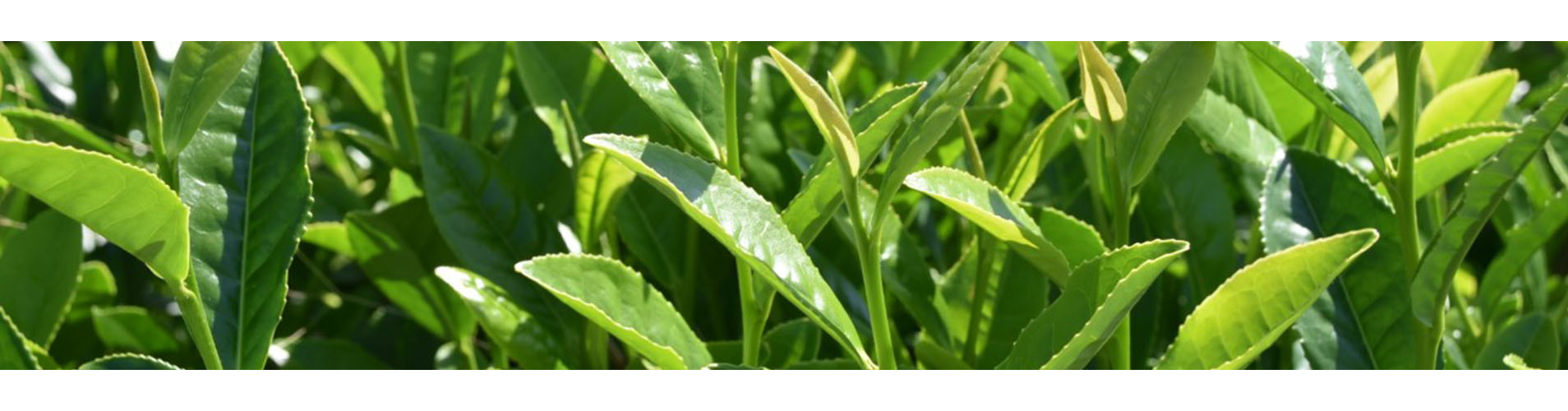 Tea Research & Extension